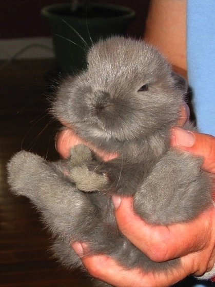 Ra-a-g-f-Animal-Cafes-3890-1426067812.jp
