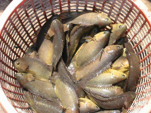 ca-ro-dong-1385-1429328635.jpg