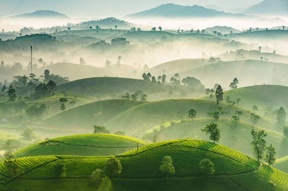 Đồi chè ở Phú Thọ được giải ảnh quốc tế giới thiệu - VnExpress Du lịch