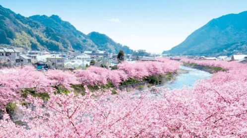 Hoa đào ở Kawazu nở rộ vào đầu tháng 2. Ảnh: Pinterest.