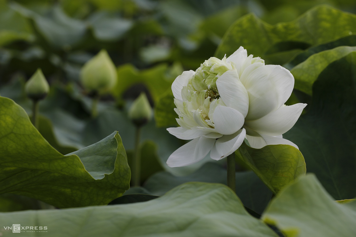 Sen cuối hạ - VnExpress Du lịch