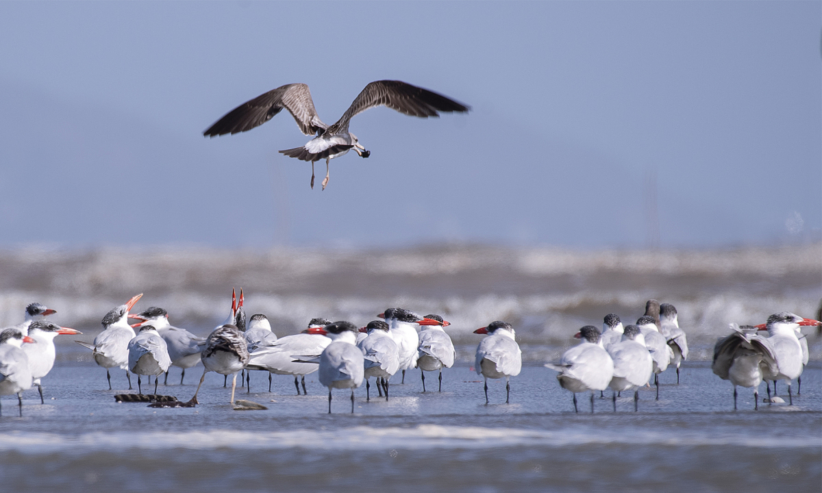 Cần Giờ - sân ga của những loài chim di cư 1 5 mong bien duoi den va nhan bien caspian tern 1637993021 1638142200 1638189599
