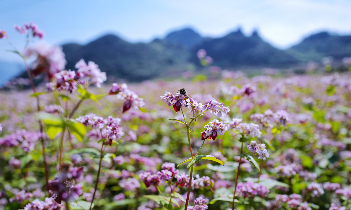 Buckwheat Flower Season in Ha Giang
