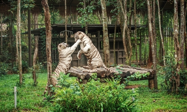 VINPEARL-SAFARI-PHU-QUOC-63-85-9914-1529