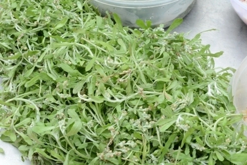 Rau khúc, nguyên liệu chính làm bánh khúc ở làng Diềm. Ảnh: Vy An rau-khuc-3-7682-1652337261.jpg