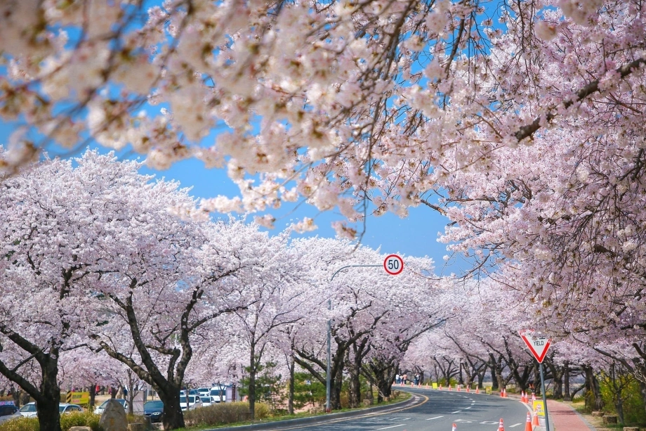 Săn hoa anh đào dọc Hàn Quốc - Báo VnExpress Du lịch