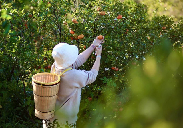Visitors can experience orange picking at the farm. Photo courtesy of Mang Den Discovery M2-9654-1687534992.jpg