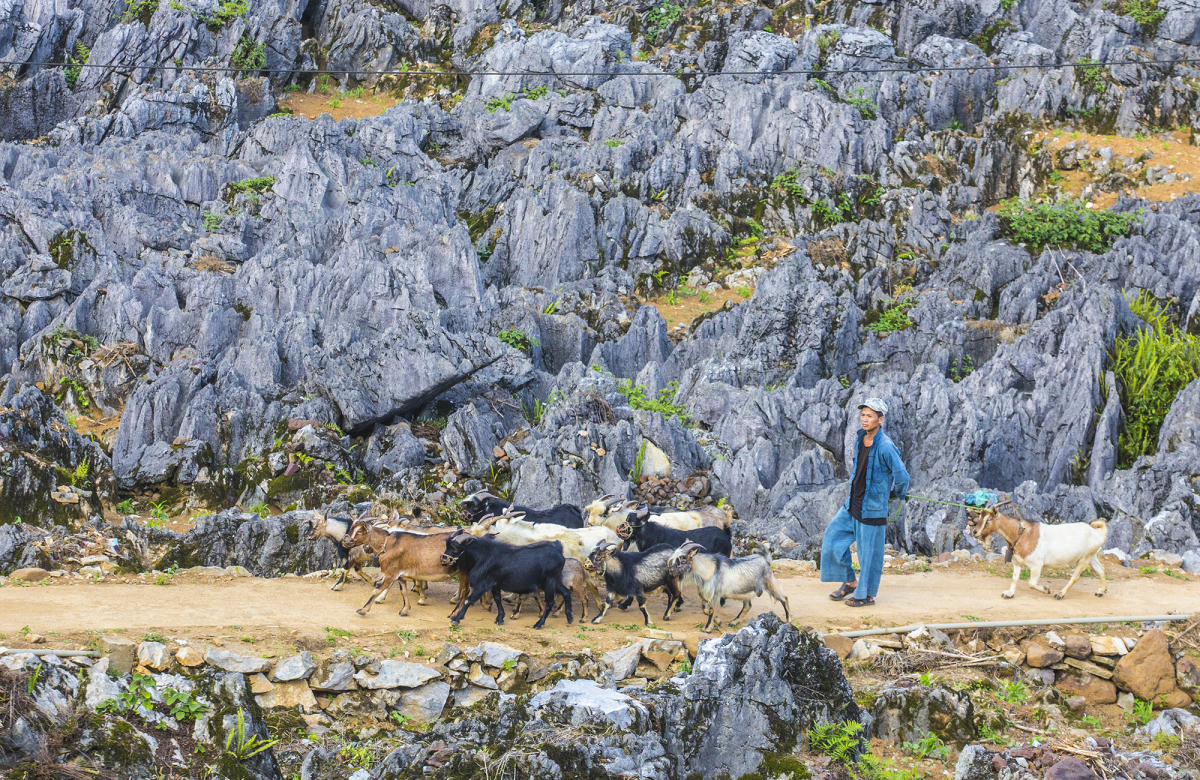 Dong Van karst plateau dazzles any season