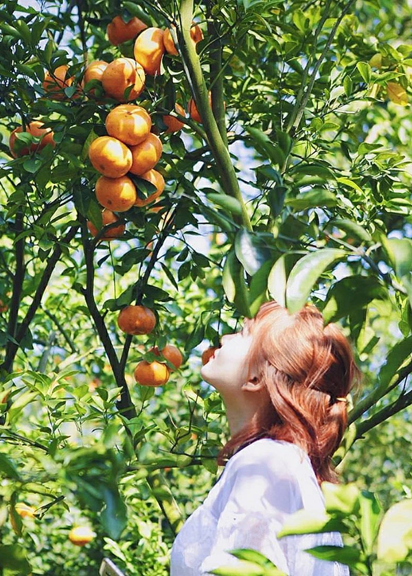 Vườn quýt hồng Lai Vung. Ảnh: Thảm hiểm Mekong. laivung2-5291-1702147105.jpg