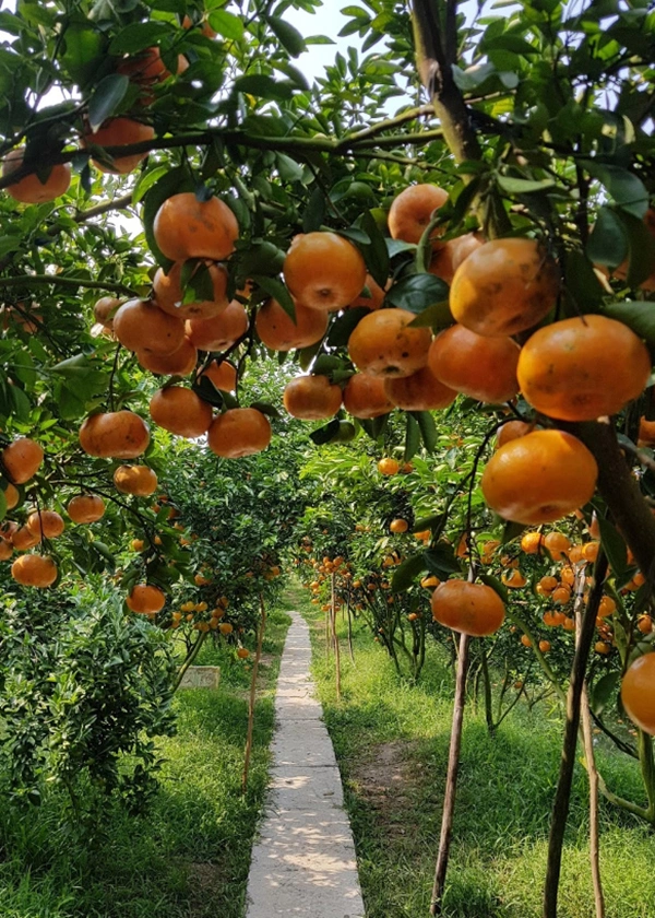 Vườn quýt hồng Lai Vung. Ảnh: Thảm hiểm Mekong. laivung3-1843-1702147105.jpg