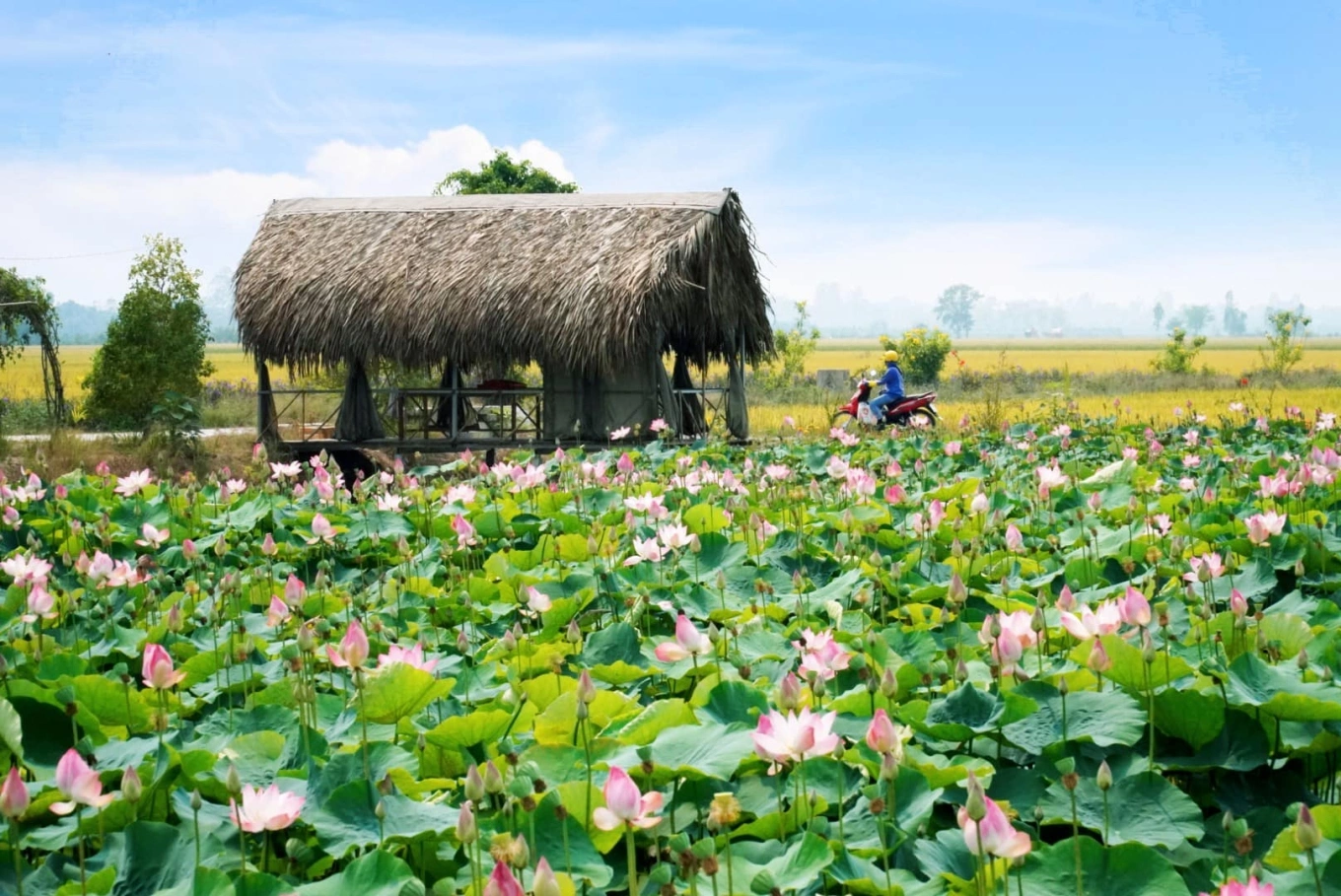 Dong Thap: Land of bird sanctuary and everything lotus - VnExpress  International