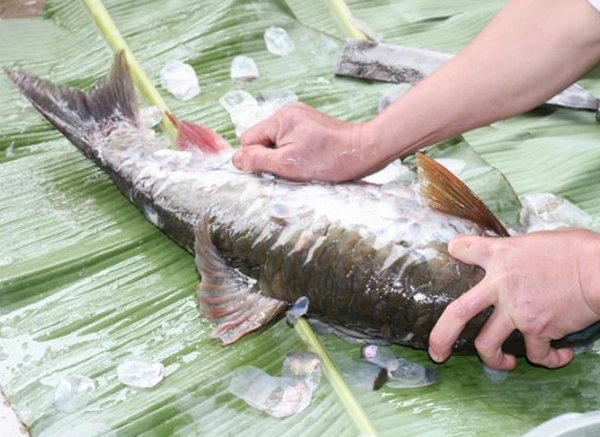 Cá bỗng sông Lô. Ảnh: N.A. bong1-6268-1703758252.jpg