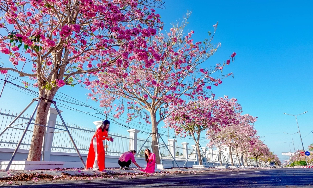 hoa-ken-hong-5-1709353505-1709355731-1709355742