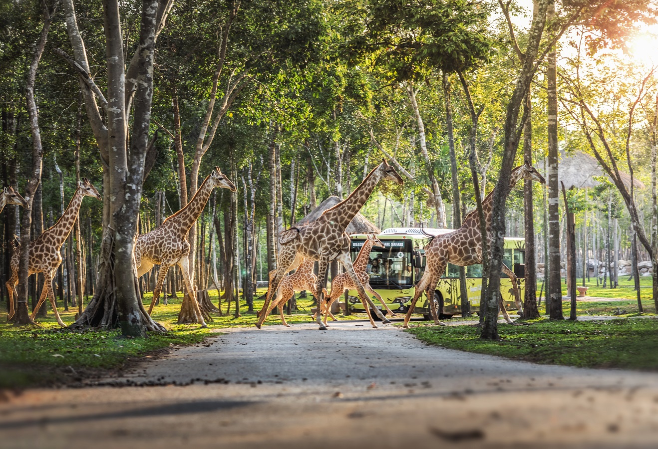 Hươu cao cổ trong khu vực Vinpearl Safari. Ảnh: Vinpearl Safari