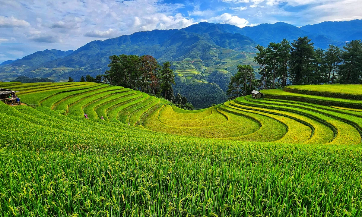 Mu Cang Chai Tour Du Lịch Mù Cang Chai