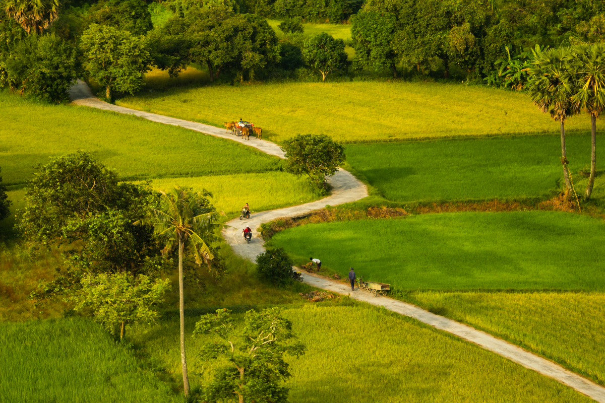 Mekong Delta rice fields glow in harvest season