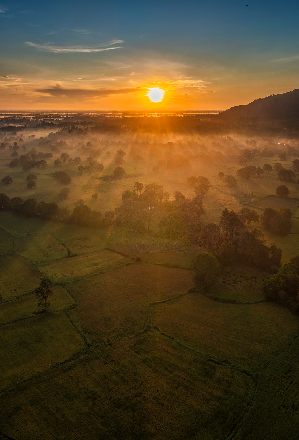 Mekong Delta rice fields glow in harvest season
