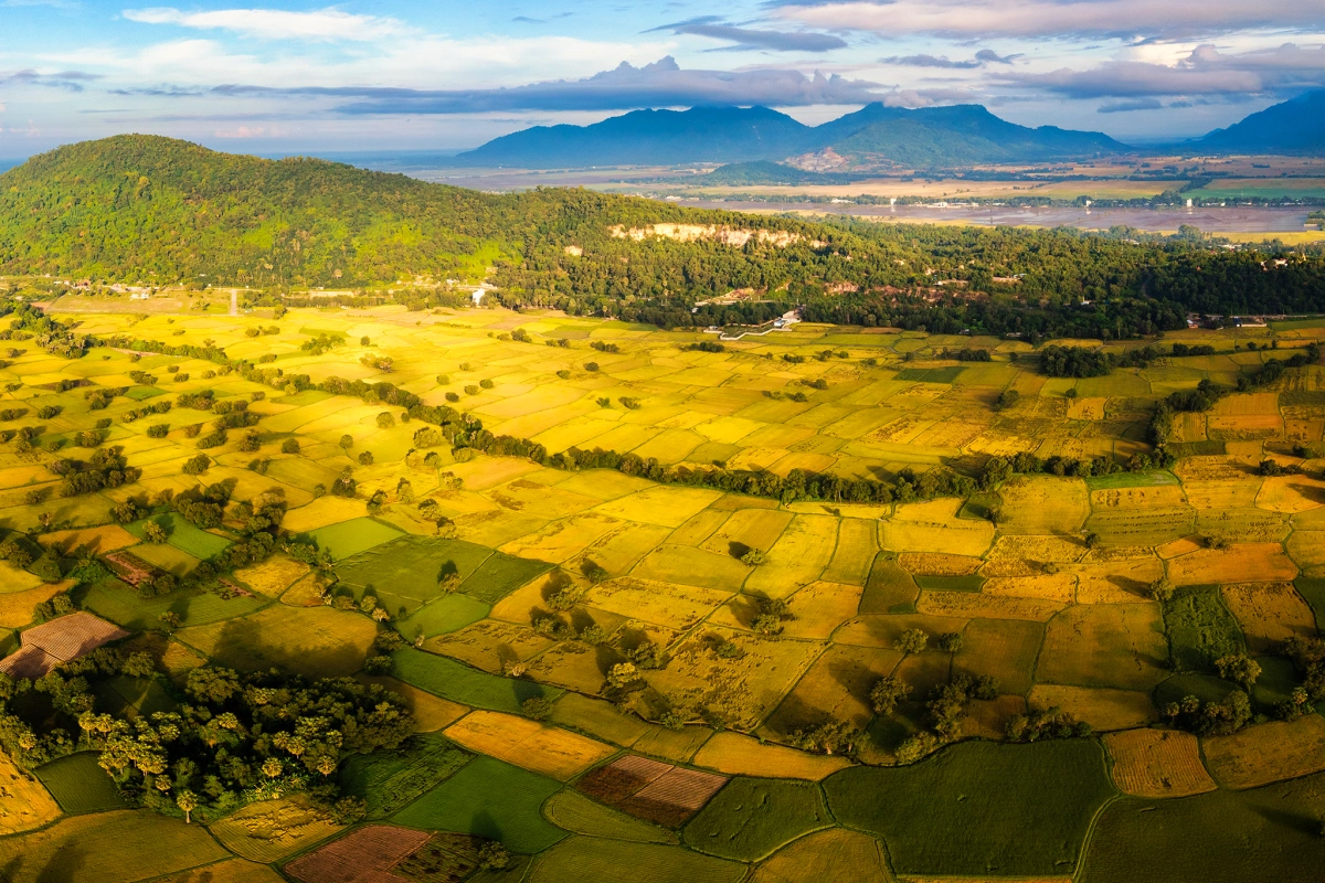 Mekong Delta rice fields glow in harvest season