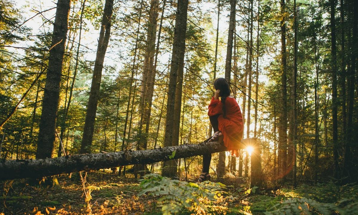 Trải nghiệm tắm rừng ở Nhật Bản để 'chữa lành'
