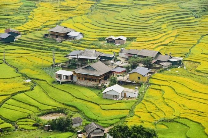 Cánh đồng lúa từ Bắc Hà đến Sa Pa (Lào Cai) đầu tháng 9. Ảnh: Lam Linh