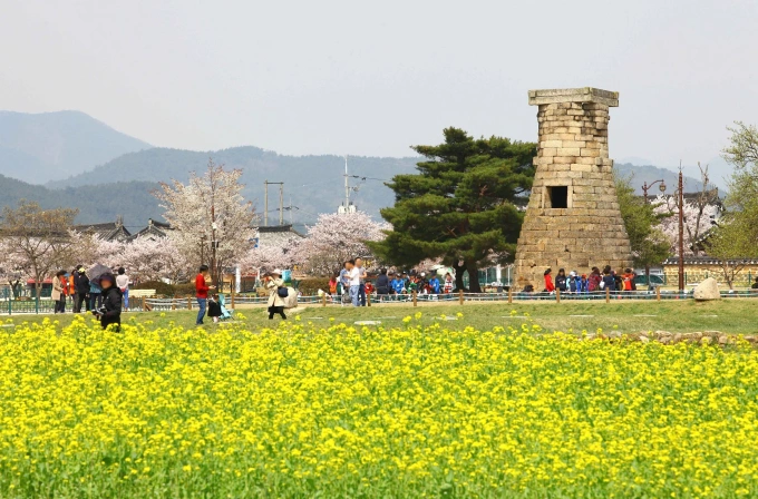 Lễ hội hoa anh đào ở Gyeongju, Hàn Quốc. Ảnh: KTO