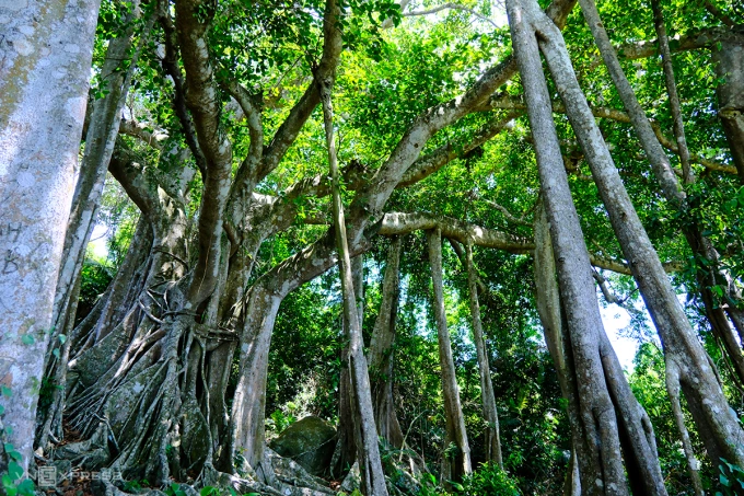 Cây đa di sản trên bán đảo Sơn Trà. Ảnh: Nguyễn Đông