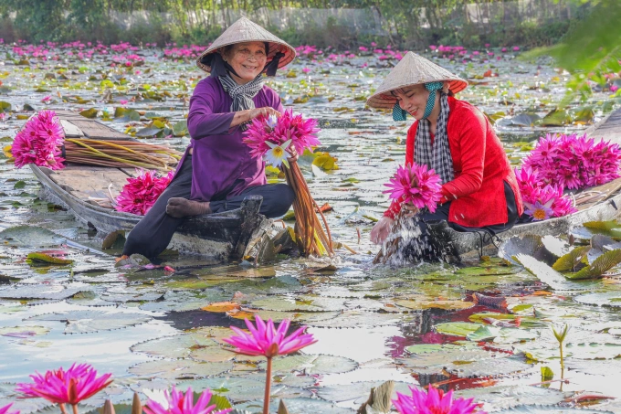 Hái bông súng trên đồng ngập nước tại Tây Ninh. Ảnh: Lê Tiến
