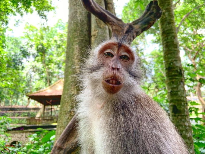 Một con khỉ ở Ubud. Ảnh: Sacred Monkey Forest Sanctuary Ubud