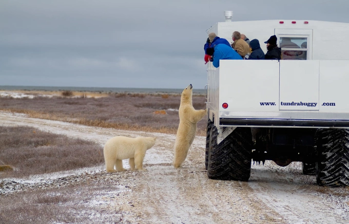 Gấu Bắc Cực ghé sát xe Tundra Buggy ngắm khách du lịch ở Churchill. Ảnh: Alamy