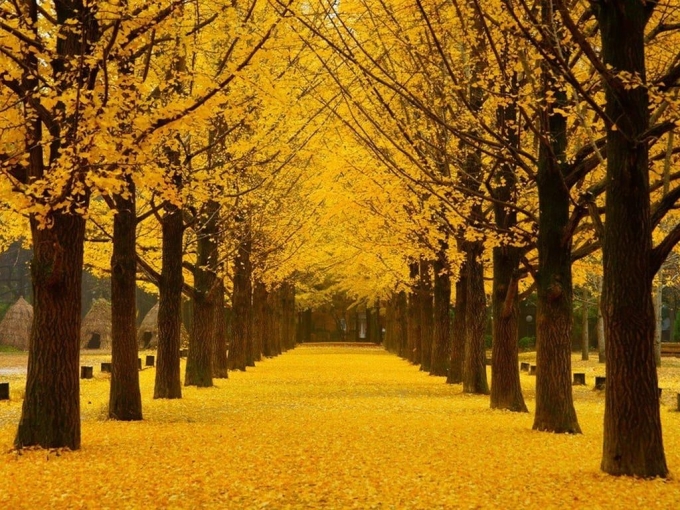 Hàng cây ngân hạnh trổ lá vàng rực rỡ vào mùa thu trên đảo Nami, Hàn Quốc. Ảnh: Wallpaper