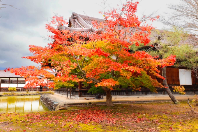 Mùa thu ở Fukushima, một tỉnh ở miền Trung Nhật Bản. Ảnh: Ngô Trần Hải An