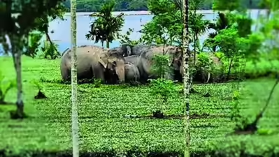Một đàn voi bị mắc kẹt ở sông Jaldhaka. Ảnh: Times of india