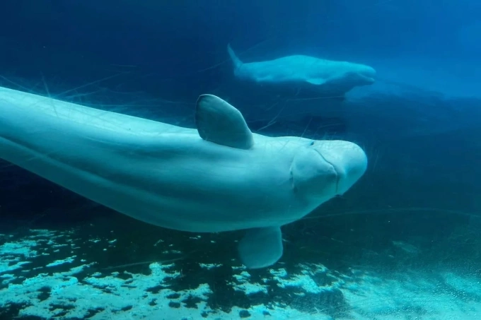 Cá voi beluga được nuôi tại công viên Marineland. Ảnh: AP