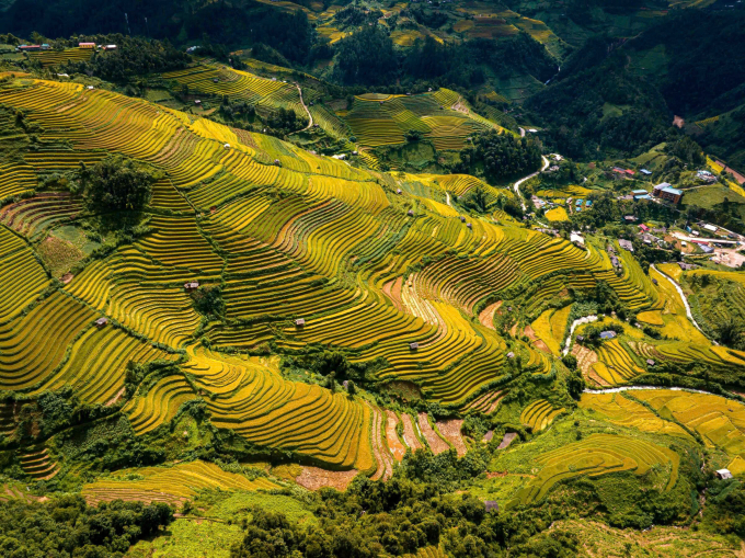 Ruộng bậc thang mùa lúa chín ở Mù Cang Chải là một trong những điểm đến thu hút đông khách quốc tế đến săn mùa vàng hằng năm. Ảnh: Bùi Văn Hải