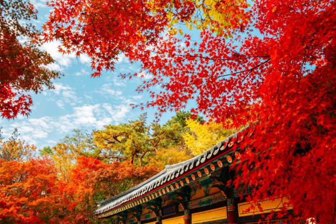 Lá phong đỏ ở Hàn Quốc. Ảnh: InmyKorea