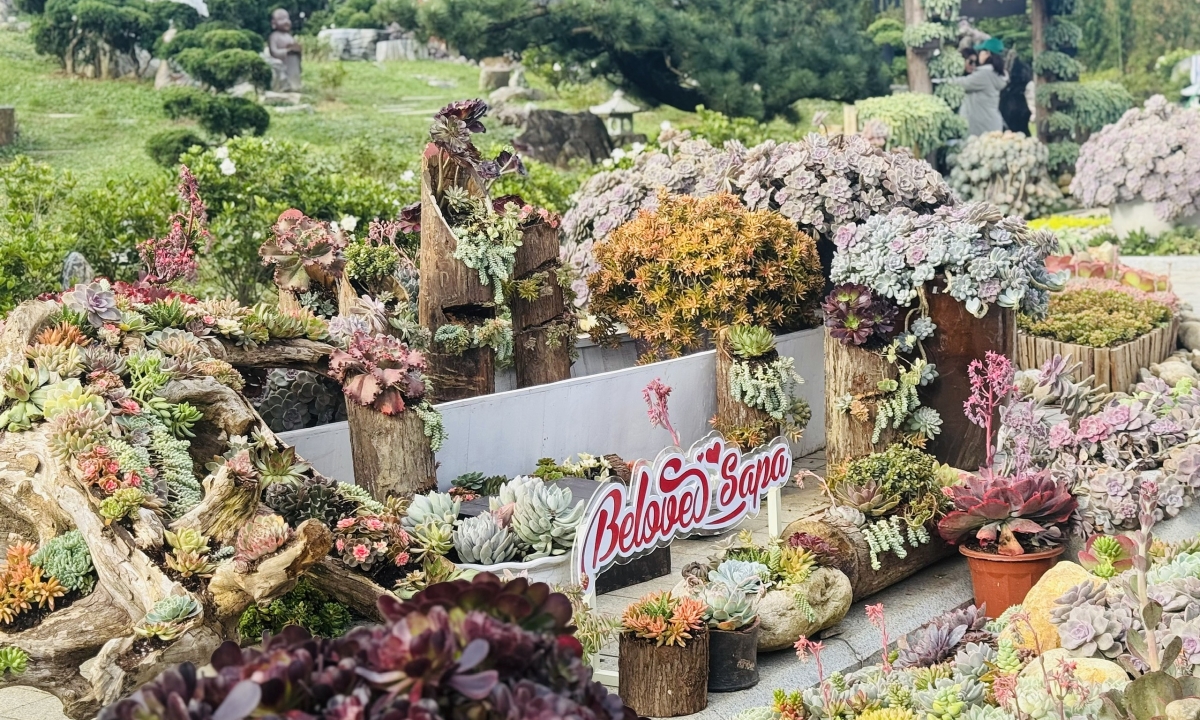 Hàng trăm nghìn cây sen đá trên đỉnh Fansipan