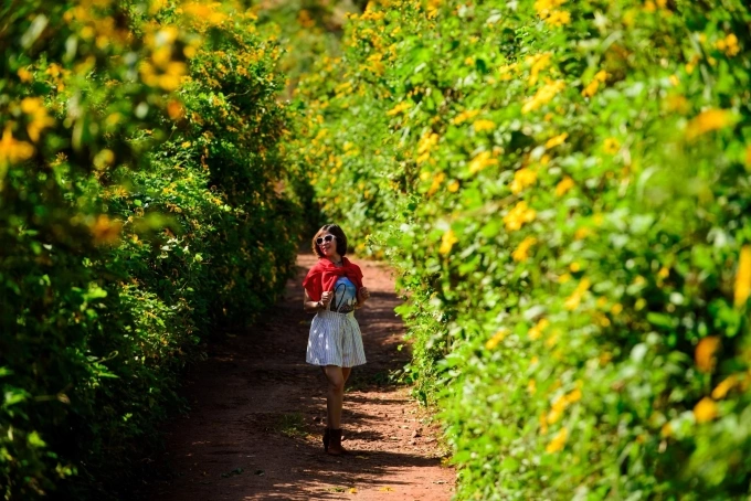 Dã quỳ nhuốm vàng ngoại ô Đà Lạt. Ảnh: Sang Đà Lạt