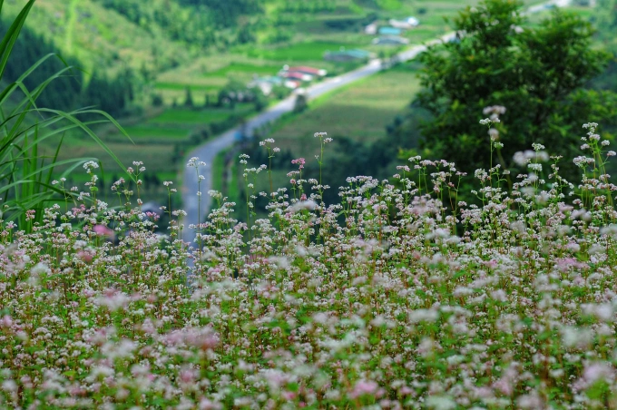 Hoa tam giác mạch ở cao nguyên đá. Ảnh: Giang Trịnh