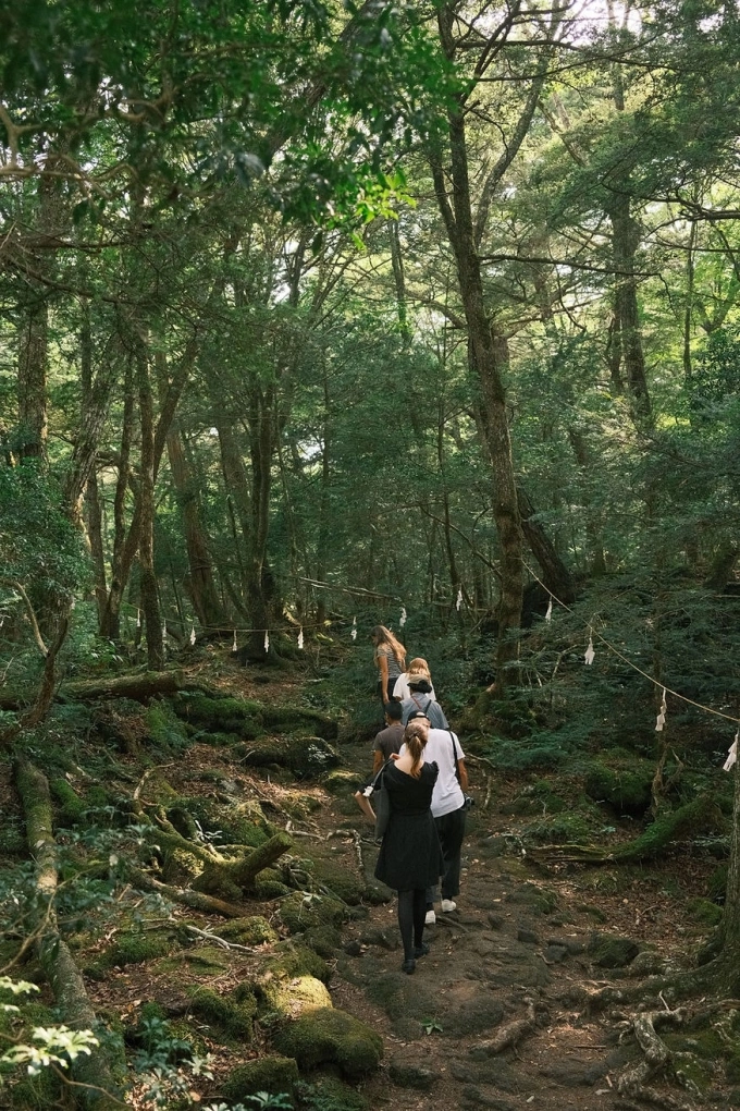 Đoàn khách của Lily tham quan khu rừng. Ảnh: Untold Japan