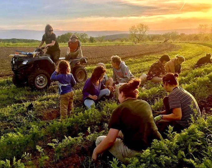 Du khách, người dân địa phương cùng thu hoạch tại một nông trại organic theo chương trình của nền tảng WWOOF. Ảnh: Instagram/Wwoofusa