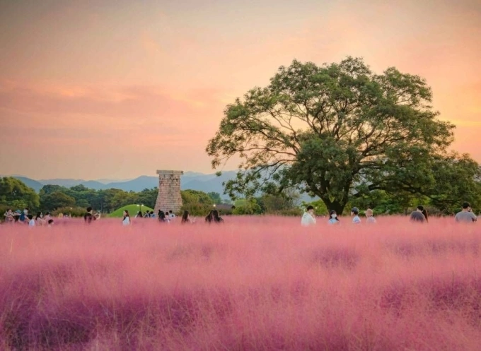 Du khách chụp ảnh ở cánh đồng cỏ hồng gần Đài quan sát thiên văn Cheomseongdae, Gyeongju. Ảnh: Visit Korea