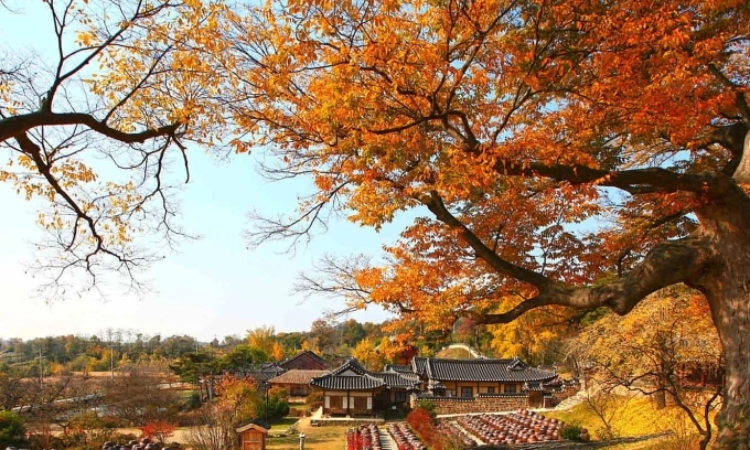 Mùa thu ở Hàn Quốc. Ảnh: Odynovo