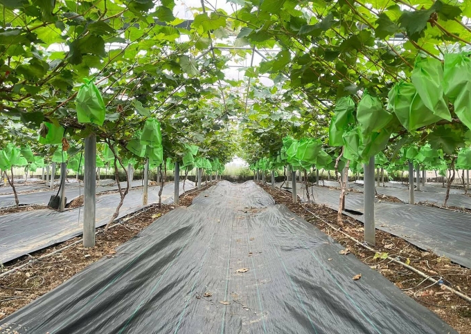 Cả Tổ Farm nằm cách trung tâm Thanh Hóa 9km. Ảnh: Cả Tổ Farm