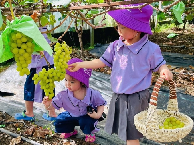 Các nông dân nhí được tự tay cắt hái nho tại vườn. Ảnh: Cả Tổ Farm