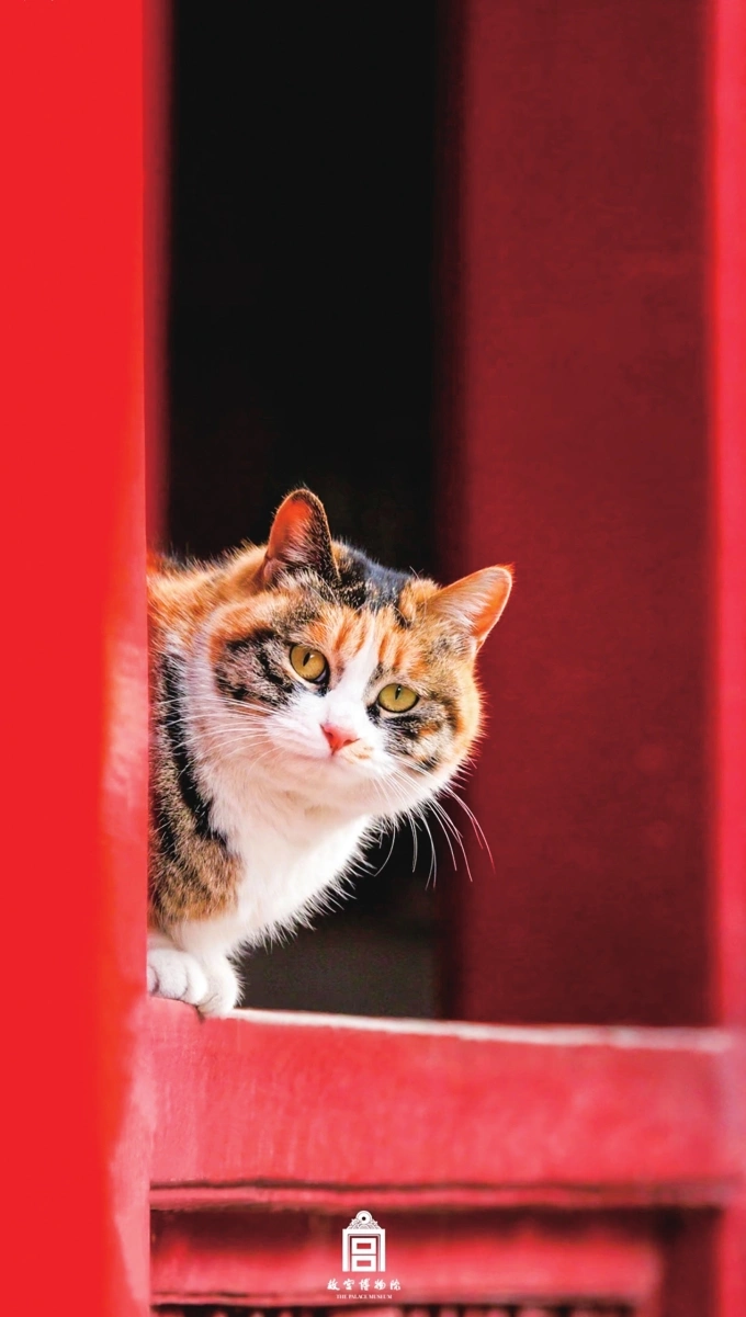 Lý do Tử Cấm Thành có hàng trăm con mèo sinh sống Mèo hiện diện trong Tử Cấm Thành. Ảnh: The Palace Museum