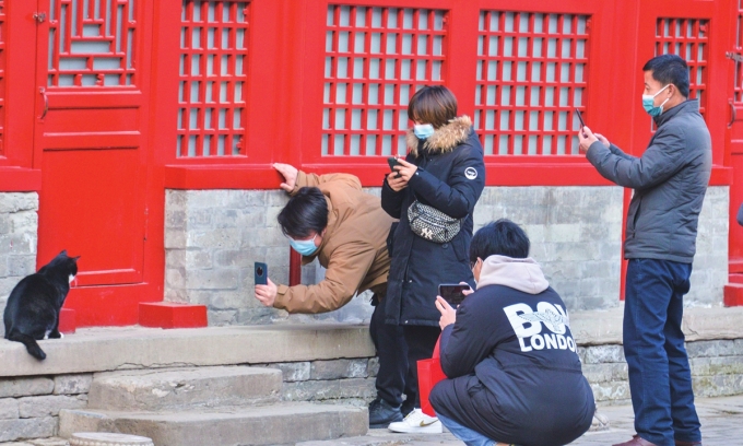 Lý do Tử Cấm Thành có hàng trăm con mèo sinh sống Du khách chụp ảnh mèo trong Tử Cấm Thành. Ảnh: VCG