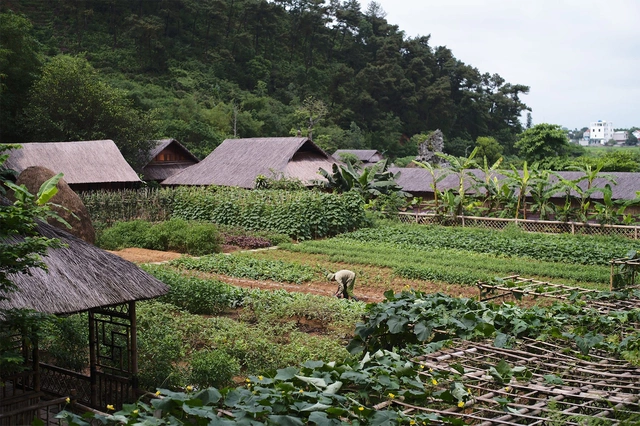 Vườn rau của chùa. Ảnh: FB Địa Tạng Phi Lai B2-1767697963.jpg