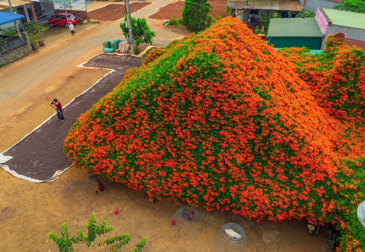 Ngôi nhà phủ kín hoa chùm ớt