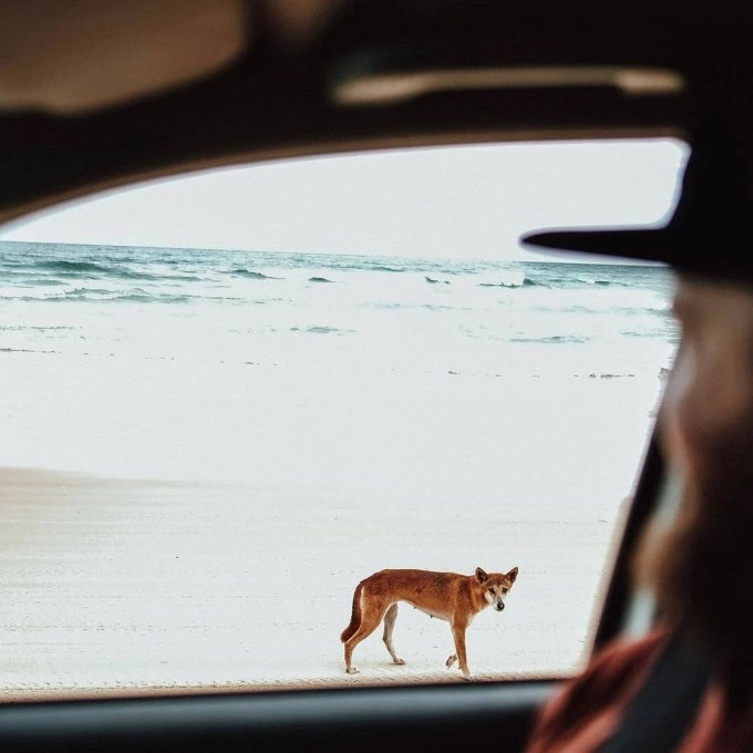 Chó dingo ở Australia. Ảnh: @discoveryfraserisland