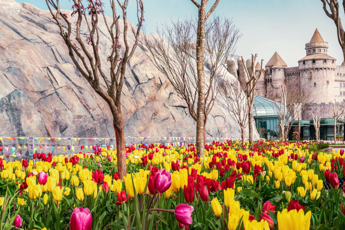 Vườn hoa tulip Bà Nà Hills